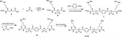 Dimeric γ-AApeptides With Potent and Selective Antibacterial Activity